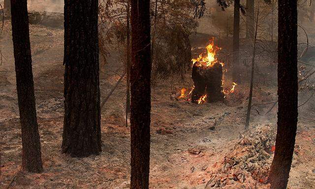 900 Quadratkilometer Wald- und Buschgebiet fiel den Flammen bereits zum Opfer.