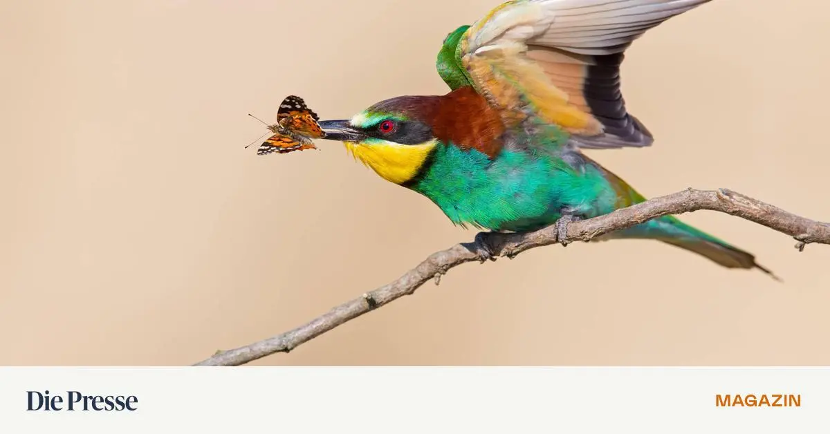 Verstecken-oder-Schrecken-Welche-berlebenstaktik-sch-tzt-Insekten-am-besten-premium-