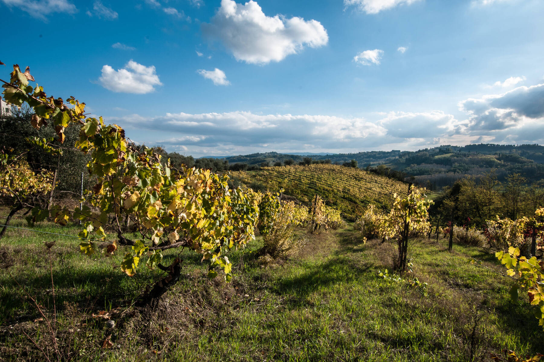Eine Weinempfehlung für die Grillsaison [premium]