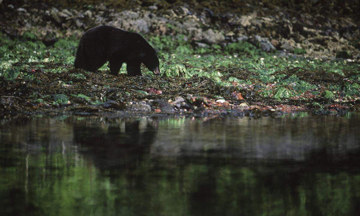 So ist etwa Ursus americanus carlottae, die lokale Variante des Schwarzbären, mit seinen breiten Pfoten und einem verlängerten Kiefer an einen Speiseplan mit Fisch, Muscheln und Krebsen angepasst.