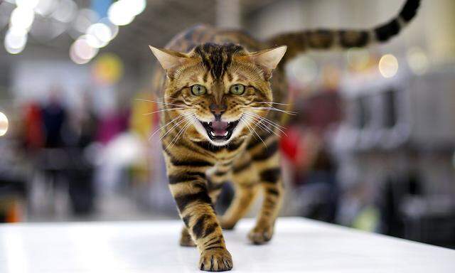 A Bengal cat is seen during the Mediterranean Winner 2016 cat show in Rome