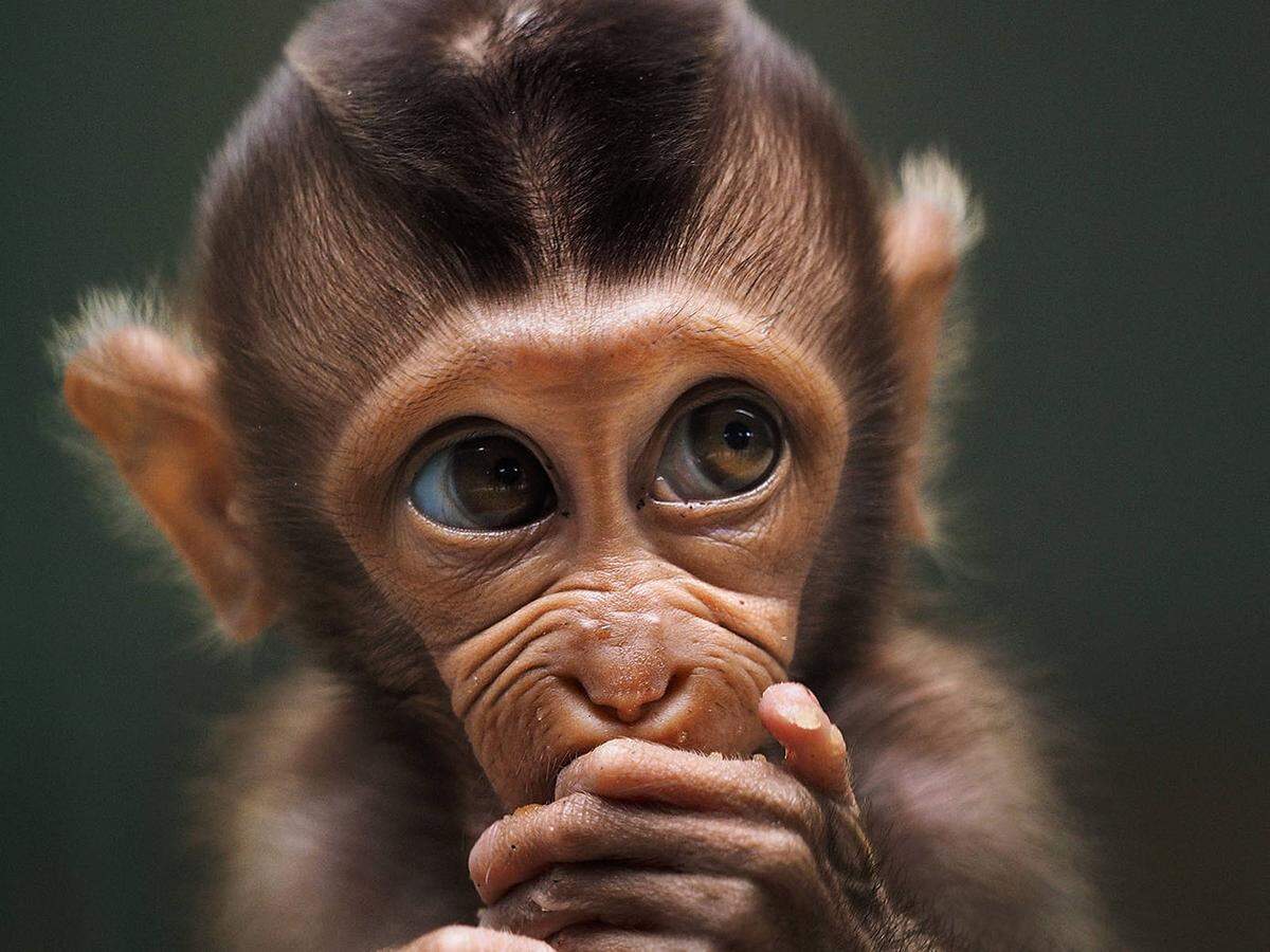 Ein kleiner Affe, aufgenommen in Indonesien.