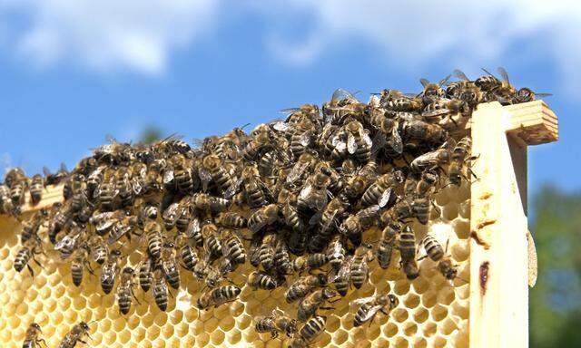 Die Carnica-Biene fällt durch ihren braunen Hinterleib auf.