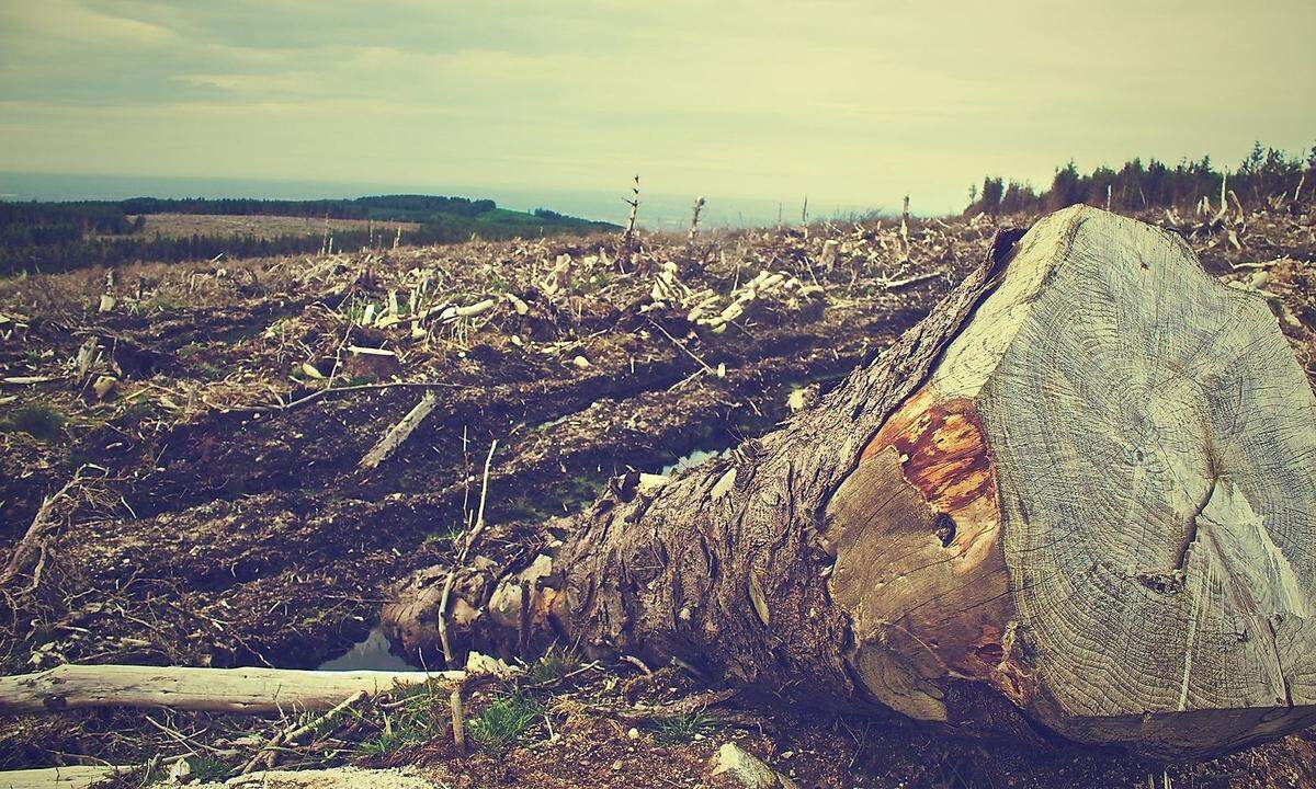 Re-Naturierer: beseitigt Schäden an der Natur.