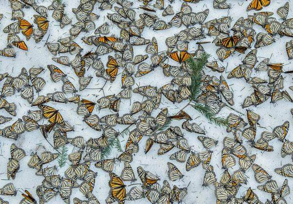 Ein regelrechter Teppich aus Monarchfaltern bedeckt den Boden des "Rosario Butterfly Sanctuary" in Michoacan, Mexiko. Dort wütete vom 8. auf den 9. März 2016 ein heftiger Sturm - gerade zu der Zeit, in der die Schmetterlinge ihre Winterquartiere verlassen, um wieder Richtung USA und Kanada zu fliegen. 