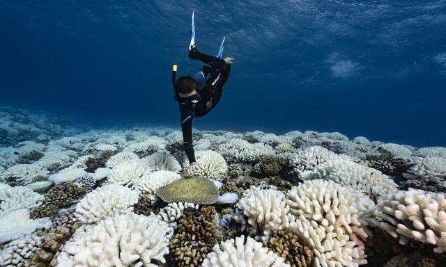 Korallen, die eine Bleiche überleben, werden abgehärtet und halten kommenden Hitzewellen stand.  