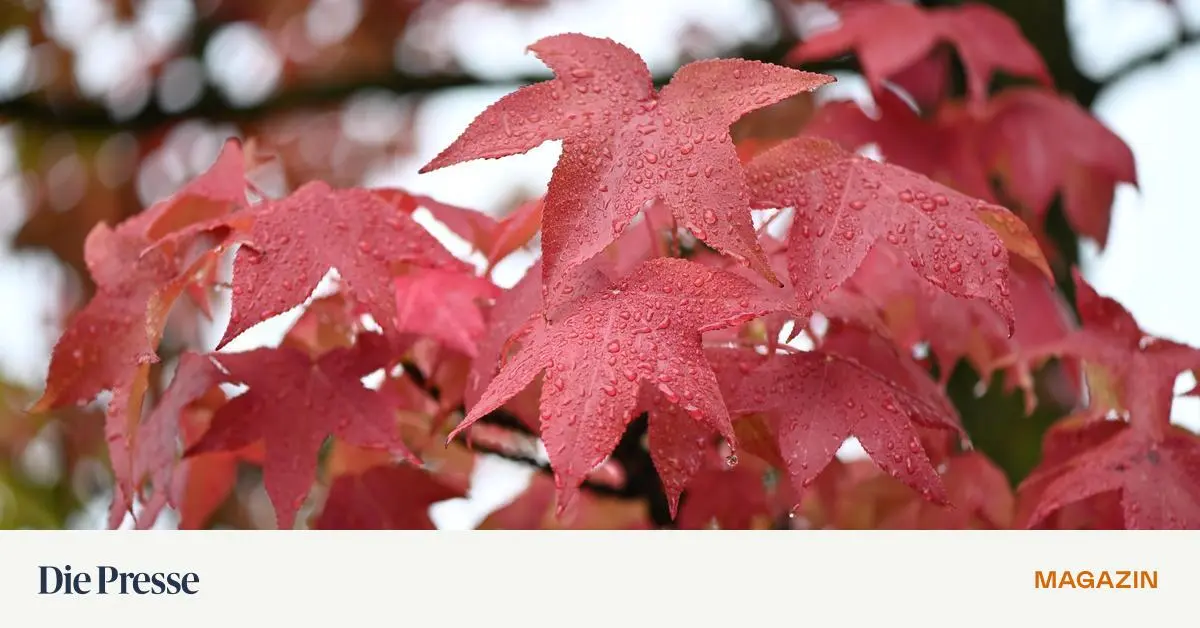 Warum-der-Indian-Summer-dem-Amberbaum-zu-verdanken-ist-premium-