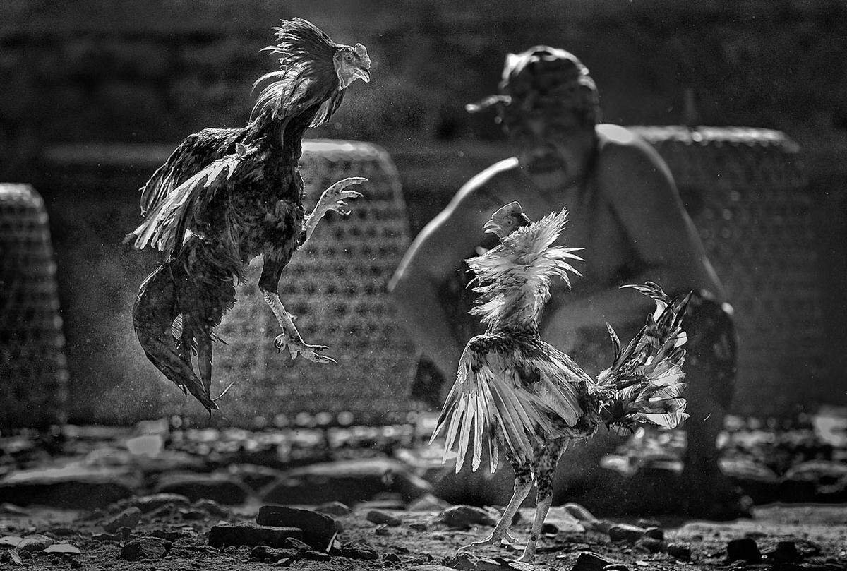 Hubert Januar: "The Duel" Der Hahnenkampf, "Tajen", hat in der Tengenan-Dörfern auf Bali lange Tradition. Männer trainieren jeden Tag mit den Tieren. Früher war der Hahnenkampf Freizeitbeschäftigung, seit in Bali Wetten verboten sind, gibt es jetzt nur noch zu religiösen Feiertagen Kämpfe.
