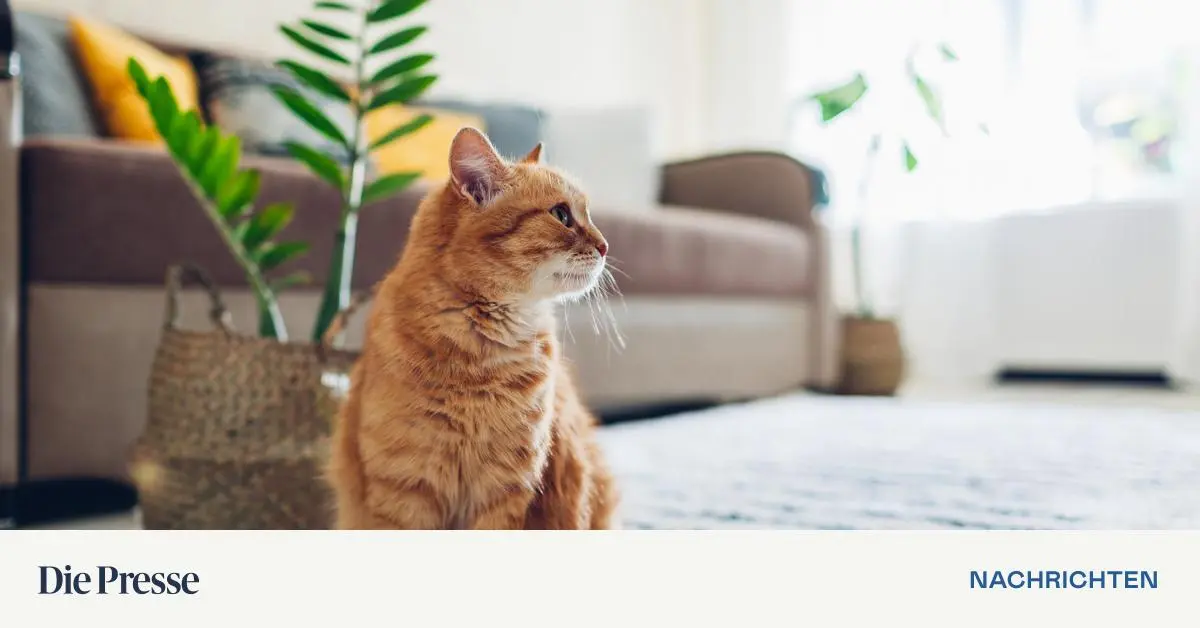 Haustierbetreuung-im-Urlaub-Wenn-Hund-und-Katze-zuhause-bleiben-premium-