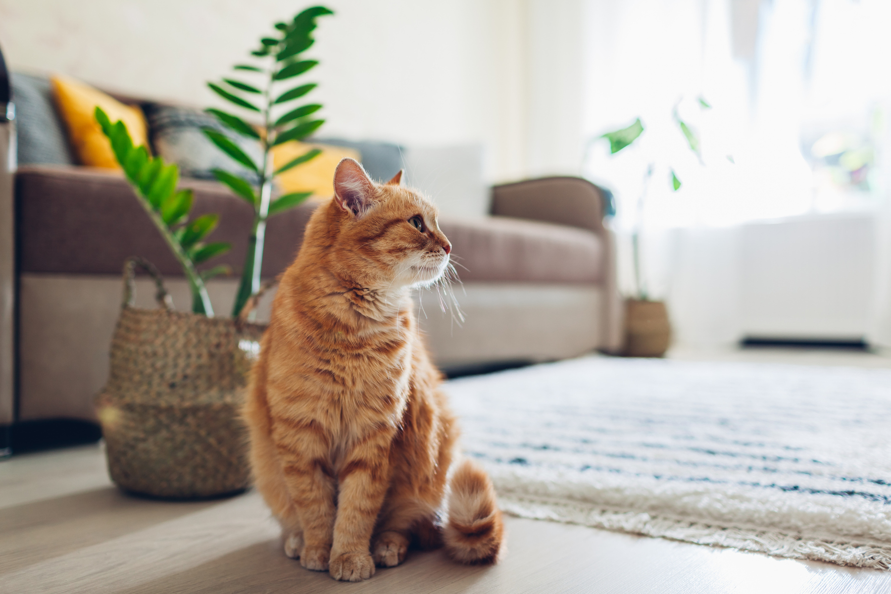 Haustierbetreuung im Urlaub: Wenn Hund und Katze z