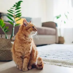 Die gewohnte Umgebung ist für Katzen besonders wichtig.
