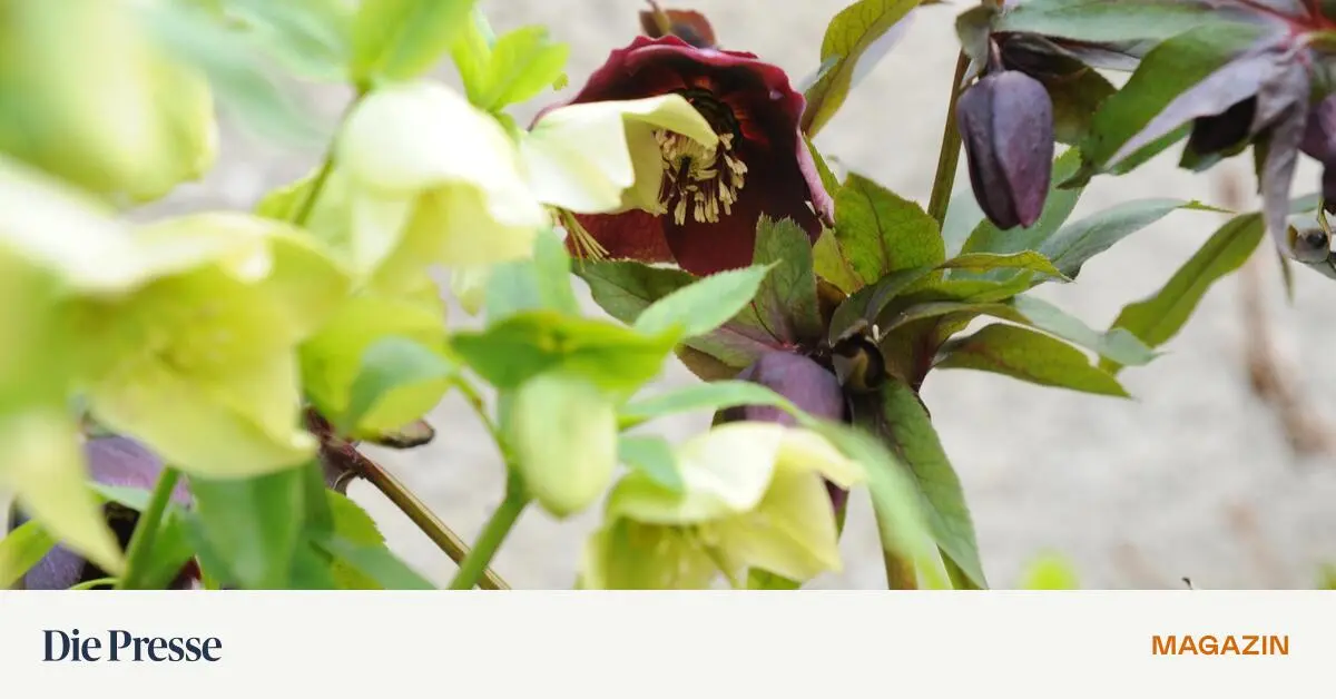 Wie-berlebt-eine-Schneerose-premium-