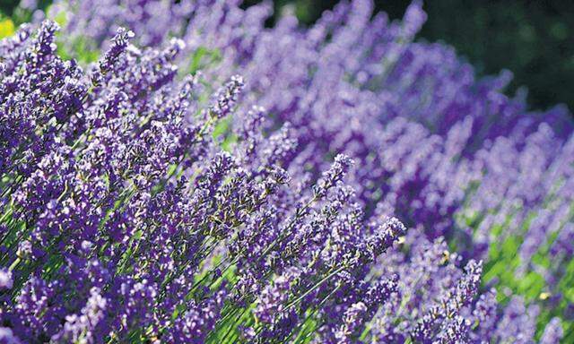 Mit dem richtigen Schnitt blüht der Lavendel nächstes Jahr wieder in voller Pracht.