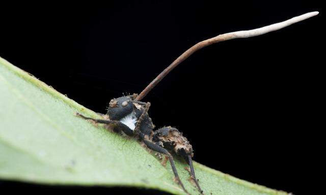 Fremder Herr im Kopf: Der Pilz, der erst in und dann aus der Ameise herauswächst, steuert ihr Verhalten.