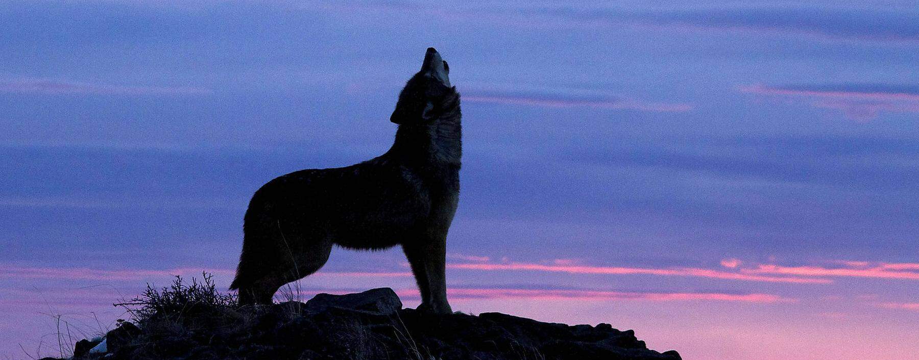 Wölfe heulen den Mond an. Landwirte heulen auf, wenn ein Wolf ihre Schafe auf der Alm reißt. Können sie sich davor schützen? 
