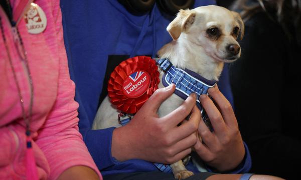 Tierliebe über alle Grenzen: Hund mit Labour-Wahlrosette.
