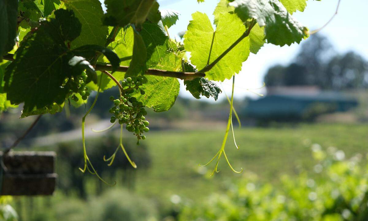 Kulinarisch ergiebig ist aber auch das Landesinnere der Region. Das milde, oft regnerische Wetter, das den Massentourismus bis heute aus Galicien ferngehalten hat, sorgt auch für eine grüne, fruchtbare Landschaft. Hier wachsen etwa die kleinen, sauren Albariño-Trauben, aus denen der regionstypische Weißwein gemacht wird.