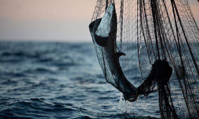 Bycatch in Northern Indian Ocean Fisheries Documentation