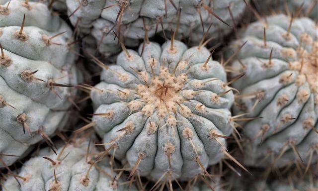 Copiapoa-Kakteen in der Atacama-Wüste (Chile) ernten Nebelwasser und leiten es zu Pflanzenkörper und Wurzeln. 