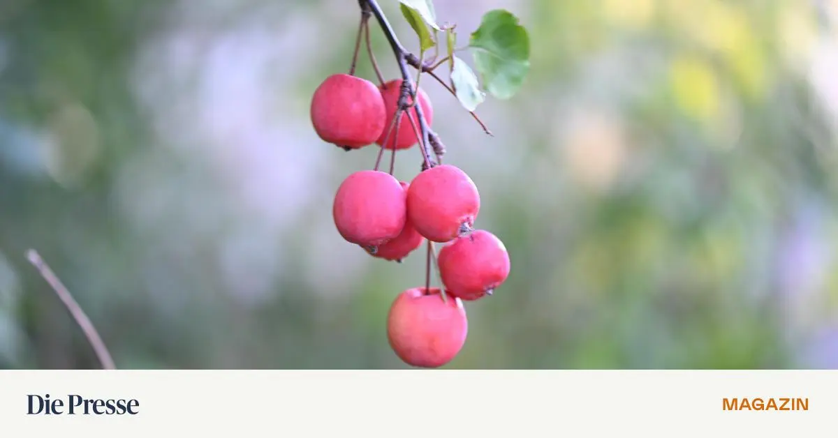 Altmodisches-Apfelaroma-im-Kleinformat-Welche-Zierapfelsorte-besonders-schmeckt-premium-
