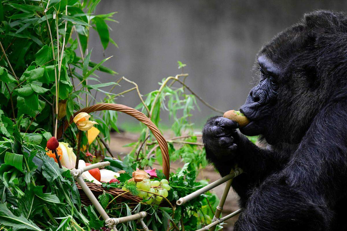 12. April. Fatou, der älteste Gorilla der Welt, nascht im Berliner Zoo eine Kiwi. 