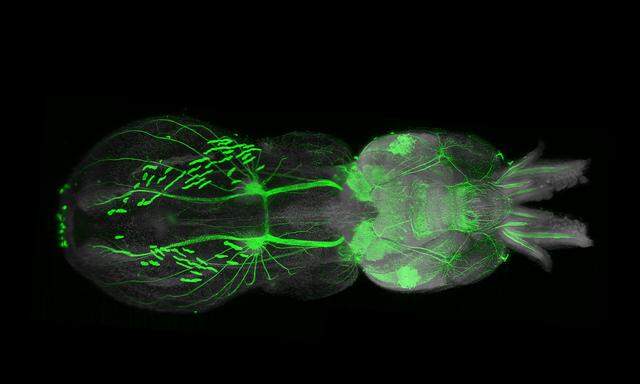 Rundherum ist alles durchsichtig, doch die zu untersuchenden Strukturen leuchten: Das Nervensystem vom Tintenfisch, von einem Meereswurm und dem Zebrafisch.