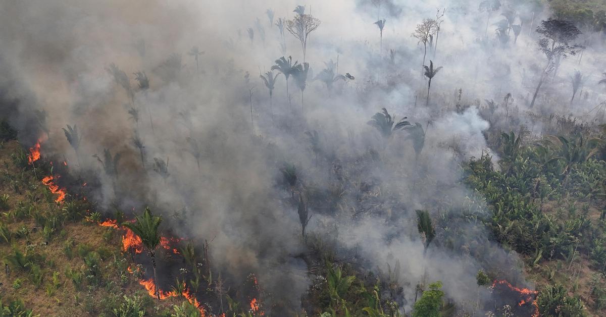 Fires in Brazil destroy previously untouched rainforest, according to WWF