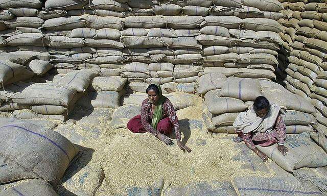 File photo of female labourers collecting wheat at a warehouse of Punjab State Civil Supplies Corporation Limited on the outskirts of the northern Indian city of Amritsar