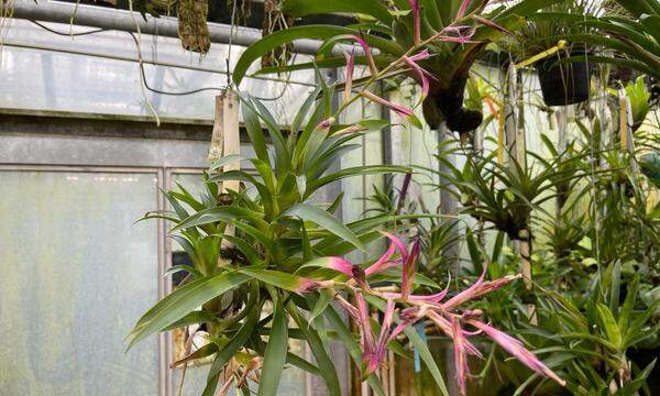 Die Riesen-Luftpflanze <em>Tillandsia fasciculata </em>betreibt eine alternative Form der Fotosynthese, die „Cam“ genannt wird. Dadurch kann sie unter wasserarmen Bedingungen überleben.