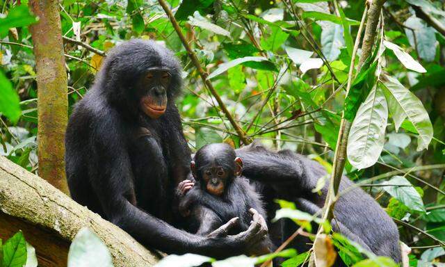 Bonobo-Weibchen sind nicht wie Schimpansinnen Objekte männlicher „Koalitionen“.