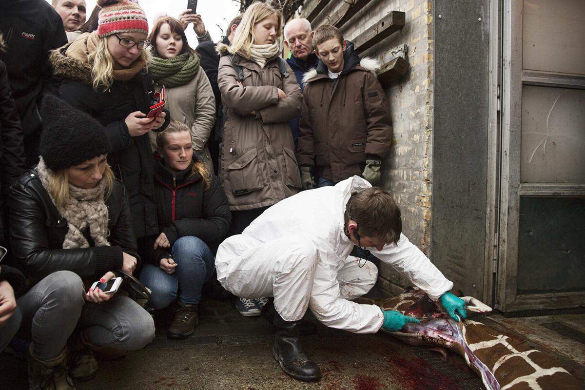 Marius habe in keinem der etwa 300 EAZA-Zoos Aufnahme gefunden, weil die dortigen Giraffen ähnliches Genmaterial aufwiesen.