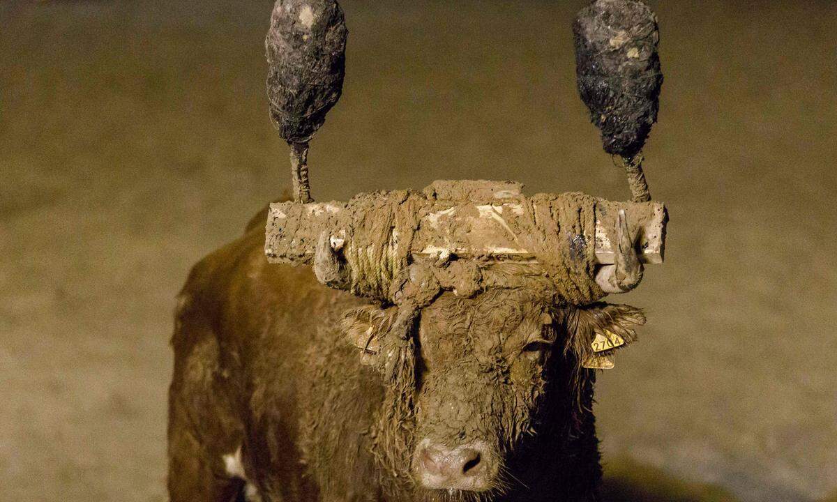 Der Stier nach überstandener Qual.