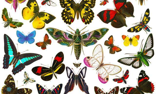 Die bunte Vielfalt der Schmetterlinge ergibt sich durch „Strukturfarben“: Der Farbeindruck entsteht nicht durch Pigmente, sondern durch Oberflächenstrukturen.
