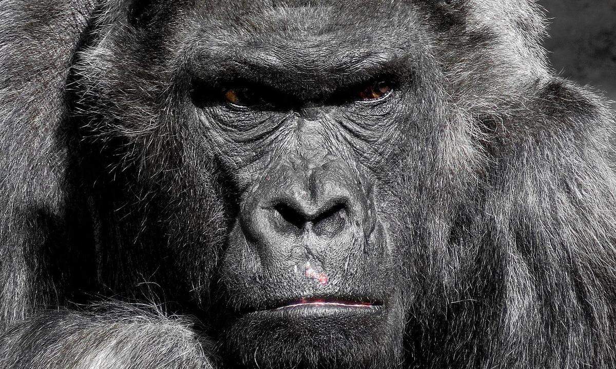 GorillaIm Wirtschaftskontext sind Gorillas dominant-respekteinflößende Unternehmen, allerdings keine Monopolisten. Dank ihrer Größe und Vorherrschaft am Markt können sie viel riskieren. Keiner wagt es, sie zu attackieren.