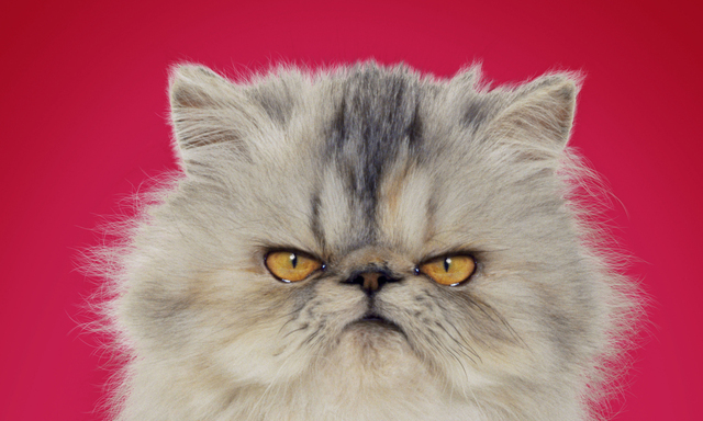 Eindeutig unfreundlich: So sehen viele Expats einer Umfrage zufolge die Wiener.