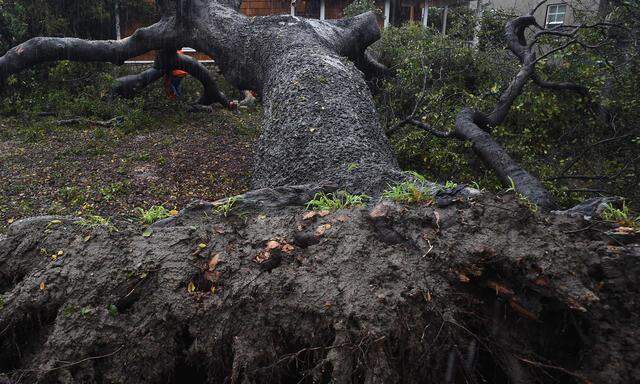 Der Oberste Gerichtshof (OGH) hat entschieden, dass ein Waldeigentümer nicht für Schäden haftet, die ein umstürzender Baum beim Nachbarn anrichtet (Symbolbild).