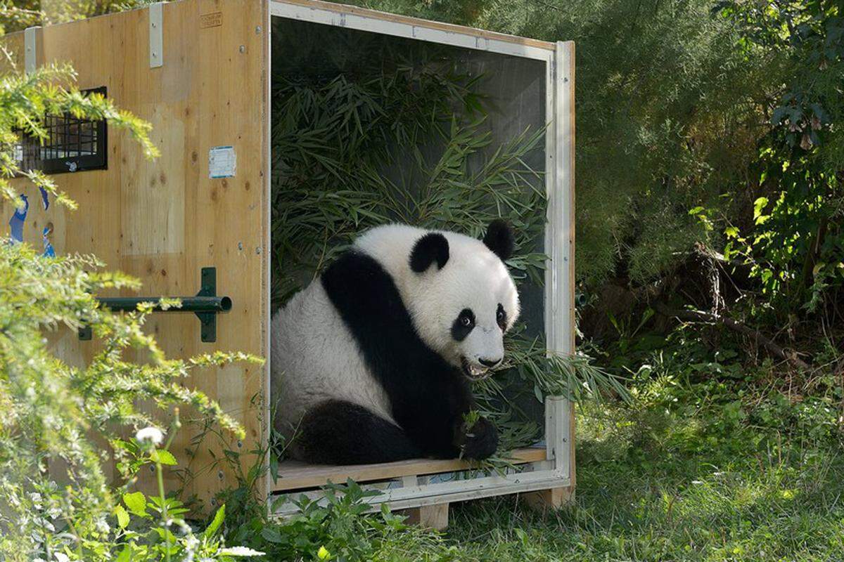 Danach rangieren die Großen Pandas auf Platz vier (7,7 Prozent). Im Bild ist Pandajunge Fu Hu zu sehen, der mittlerweile in der Pandazuchtstation in China beheimatet ist.