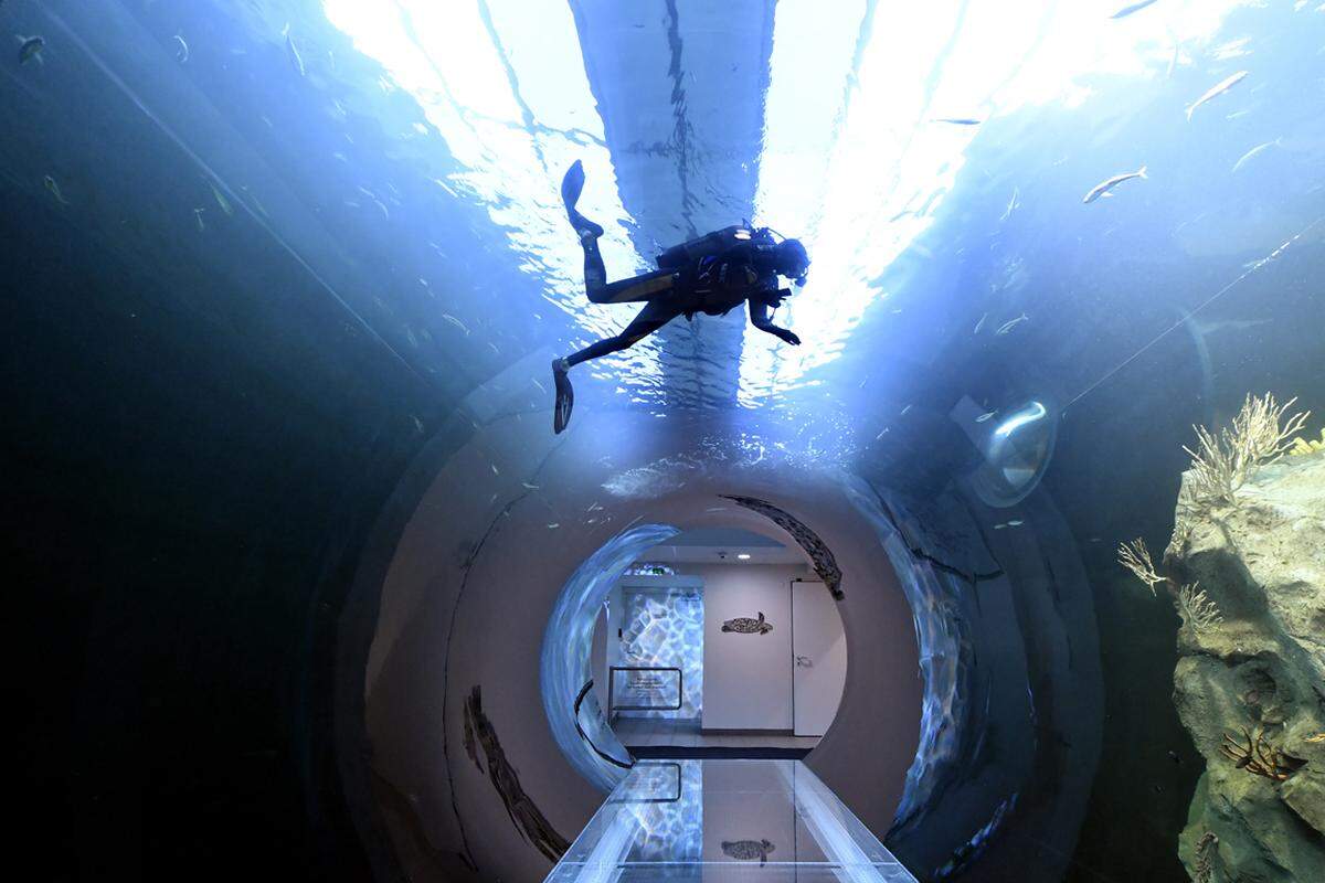 Durch das 500.000 Liter fassende Meeresaquarium führt eine knapp zehn Meter lange, begehbare Glasröhre führt.