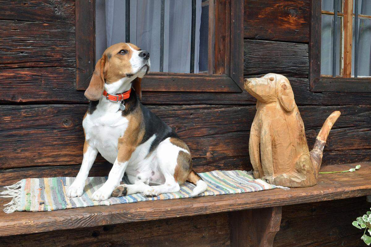 Kostenzer, der den Großteil des Jahres auf der Alm bei seinen Kühen verbringt, schnitzt in seiner Freizeit - mit der Motorsäge. Unter anderem hat er Haushund Meilo in Holz verewigt.