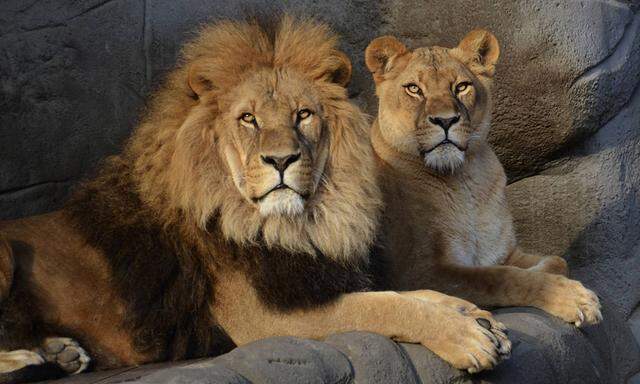 Löwe tötete Löwin: Zoobesucher entsetzt