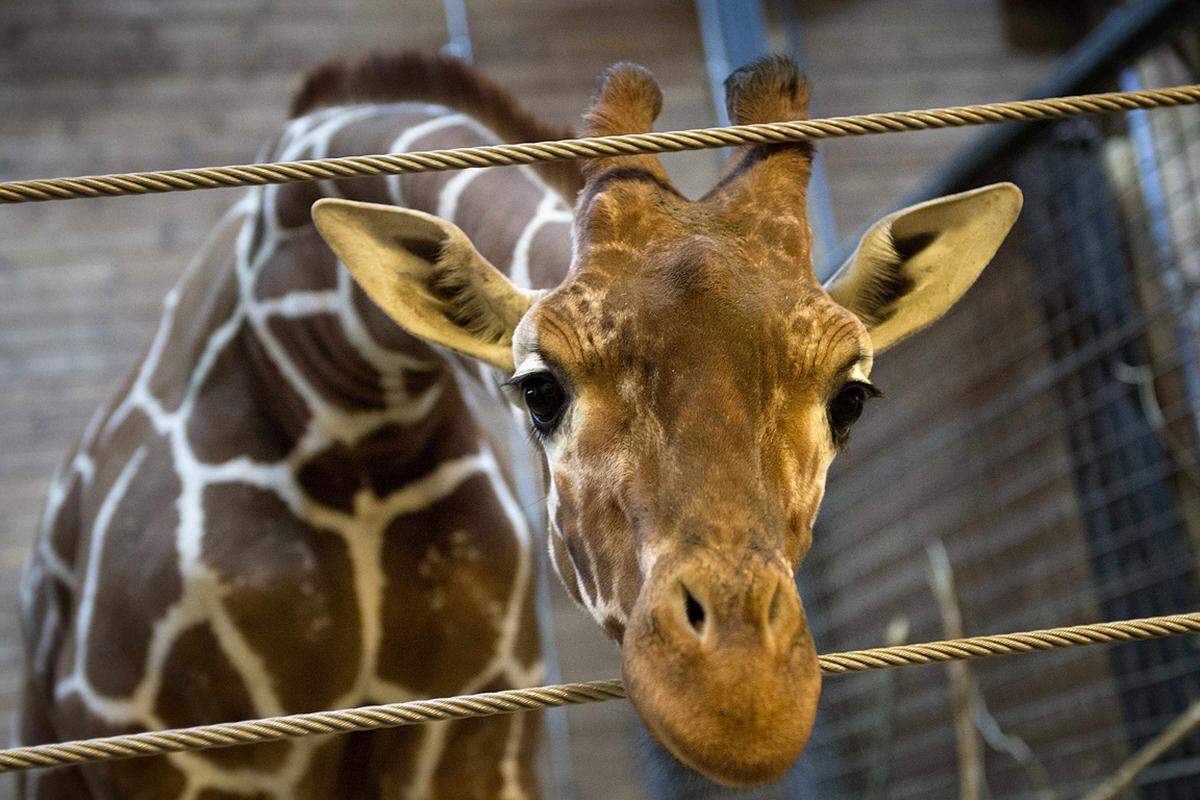 Auf seiner Internetseite hatte der Zoo ausführlich dargelegt, dass es zu der Tötung keine Alternative gebe. Der Tierpark gehört zur Europäischen Zoo- und Aquarienvereinigung (EAZA), für die ein strenges Zuchtprogramm für Giraffen gilt.