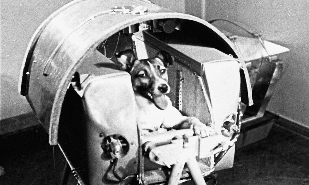 Nur einen Monat nach dem „Sputnik-Schock“ schoss Moskau im November 1957 Sputnik 2 in den Orbit - diesmal mit einem Passagier. Die dreijährige Hündin Laika war das erste Lebewesen im All, ihr Flug wurde inmitten des Kalten Krieges propagandistisch ausgeschlachtet. Das Rennen im Weltraum wirkte bisweilen wie ein Ventil stellvertretend für eine riskante Konfrontation auf der Erde.