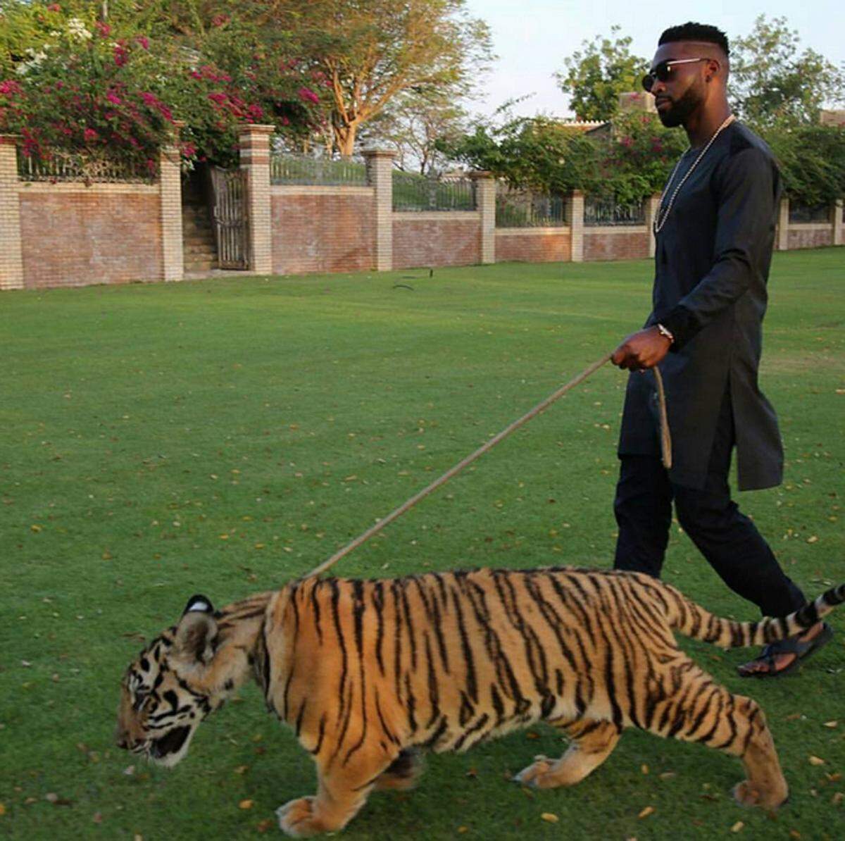 Besonders beliebt sind in Dubai auch Haustiere der etwas anderen Art. Hier setzt man auf exotische Samtpfoten wie Tiger, Leopard oder Löwe.