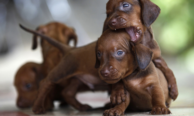 Dachshund puppies play in Sagua La Grande