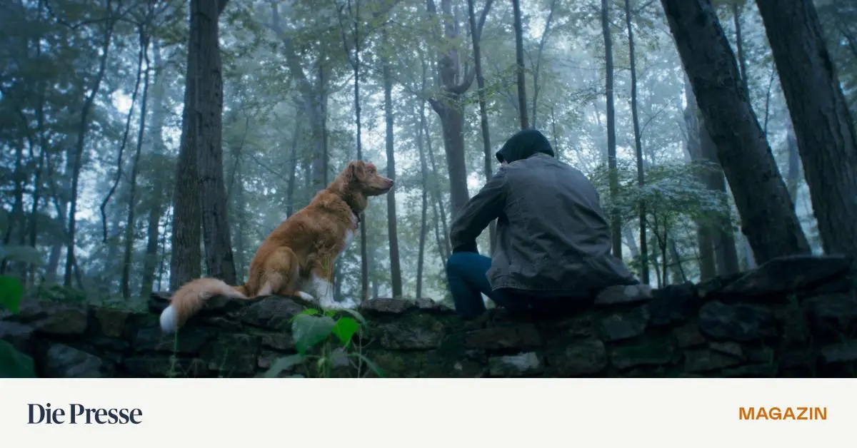 -Good-Boy-Warum-Ihr-Hund-immer-in-leere-Ecken-starrt-hat-unheimliche-Gr-nde-premium-