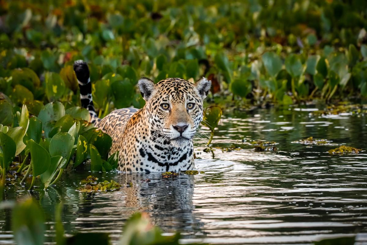 Als Raubtiere waren Jaguare der Schlüssel zur Wiederherstellung des ökologischen Gleichgewichts in den Iberá-Feuchtgebieten.