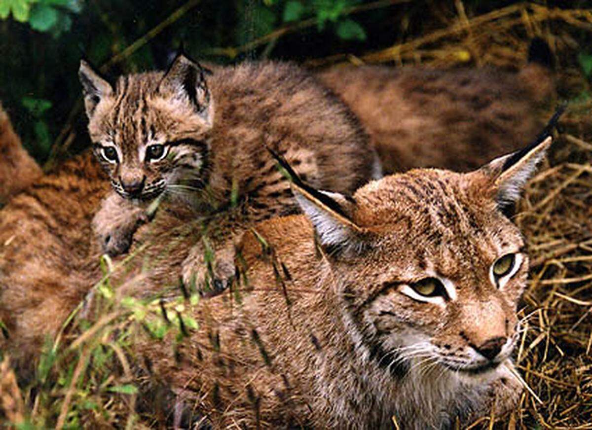 Bekannt war der Tierpark vor allem für seine Raubkatzen: Luchse ...