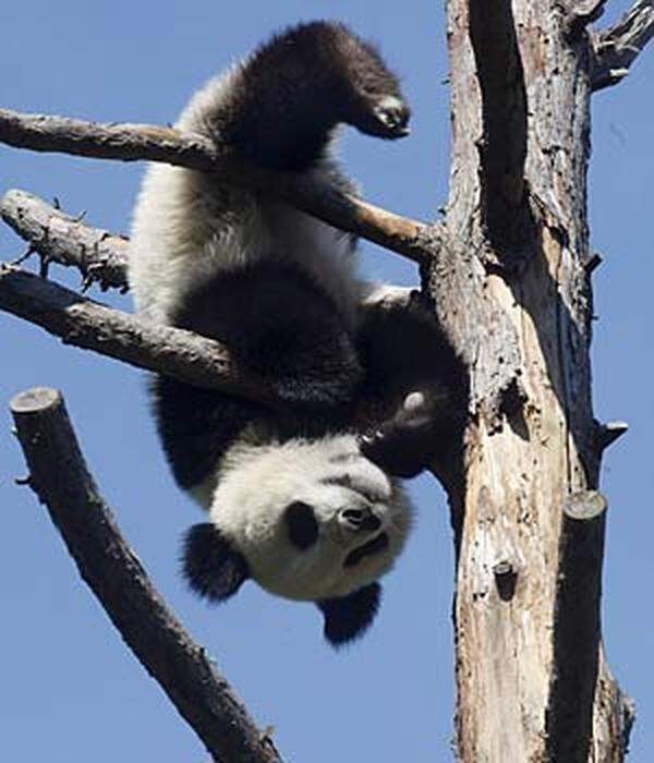 Die Geburt des Wiener Panda-Babys Fu Long hatte im August 2007 für internationales Aufsehen gesorgt. Die erfolgreiche Zucht der vom Aussterben bedrohten Tiere ist europaweit einzigartig: Auf künstliche Besamungsmethoden wurde im Zoo Schönbrunn gänzlich verzichtet. Im Folgenden die wichtigsten Entwicklungsschritte des kleinen Pandas.