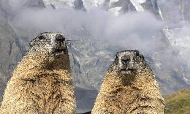 Archivbild: Murmeltiere in den Alpen