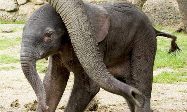 Kilo gesund Schoenbrunner Elefantenbaby